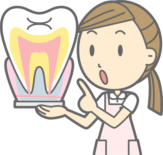 歯の模型を持って説明する歯科衛生士